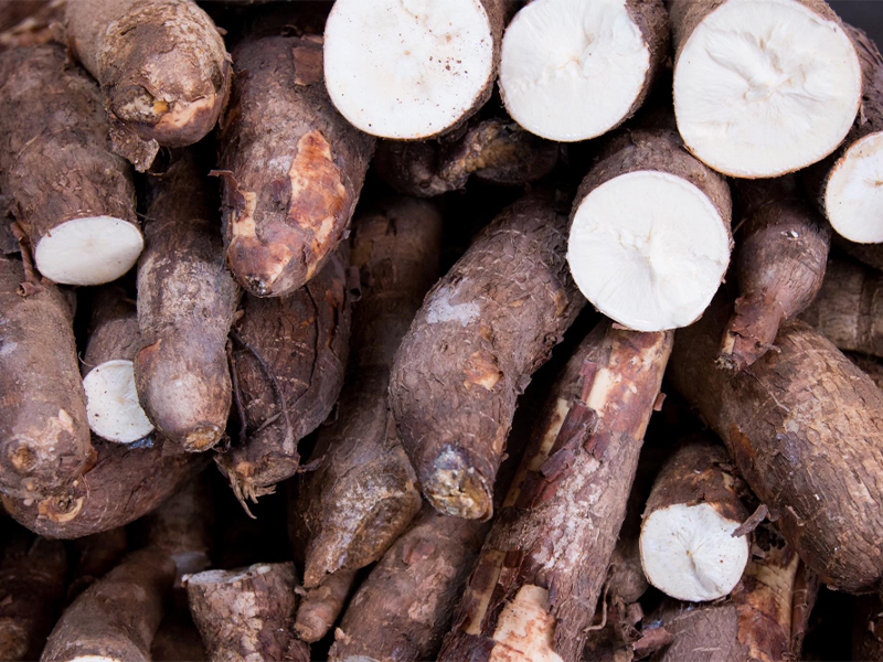 Champ de manioc